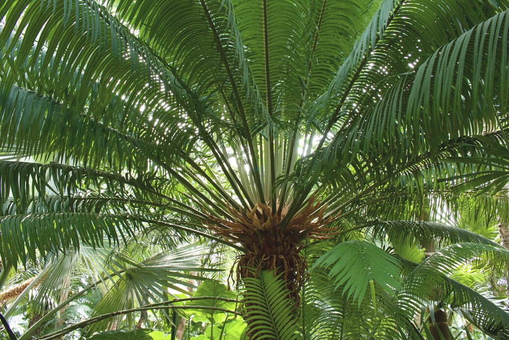 Queen Sago Cycas Palm Tree Background